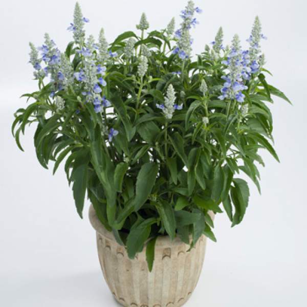 Herb Salvia Sallyfun Sky Blue