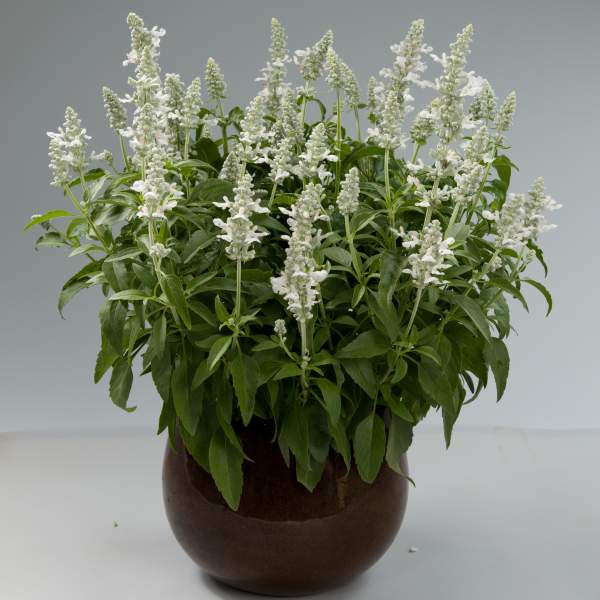 Herb Salvia Sallyfun Snow White
