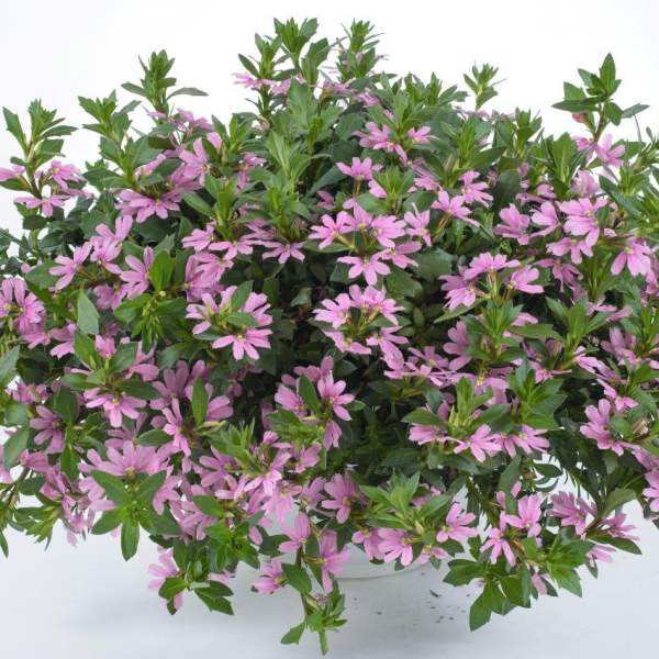 Scaevola-Aemula-Pink-Blessing.jpg