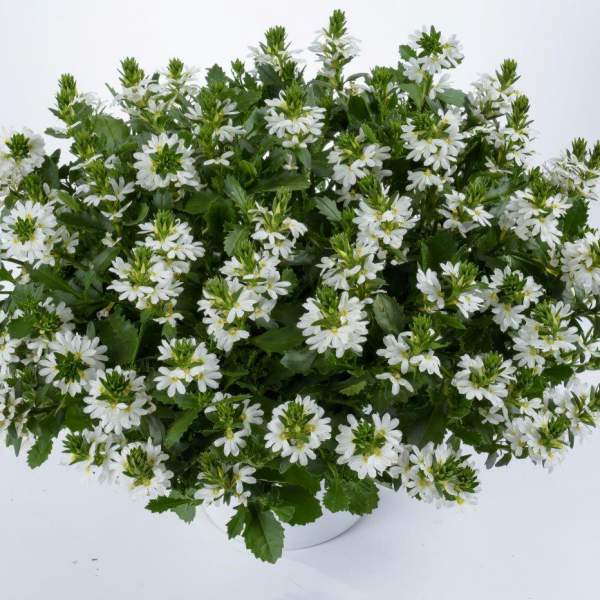 SCAEVOLA WHITE TOUCH