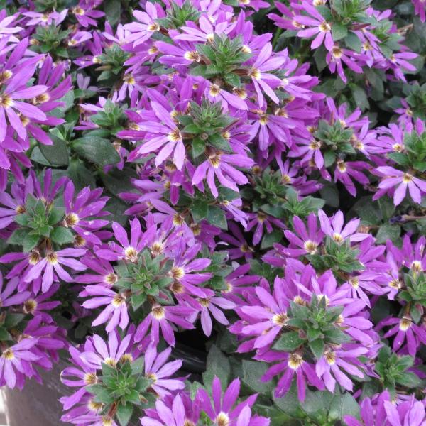 Scaevola Scalora Brilliant
