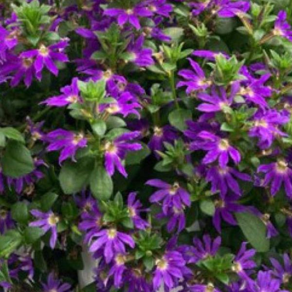 Scaevola-Scalora-Dark-Violet.jpg