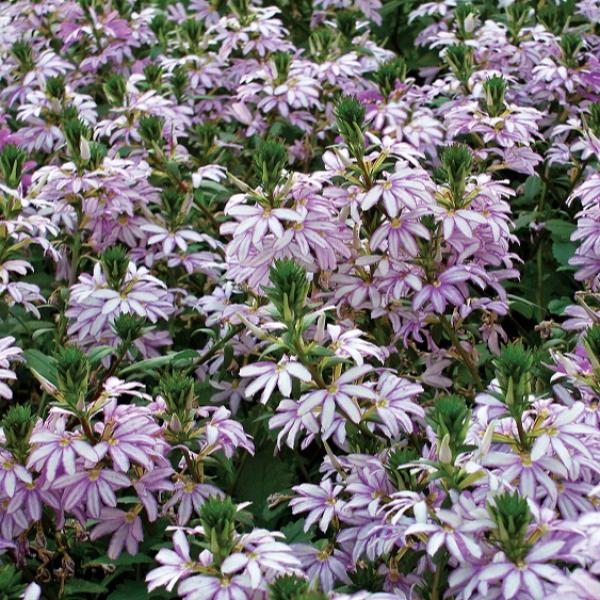 Scaevola Scalora Diamond