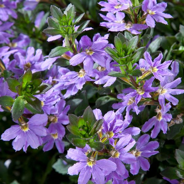 Scaevola-Scalora-Fancy-Blue.jpg
