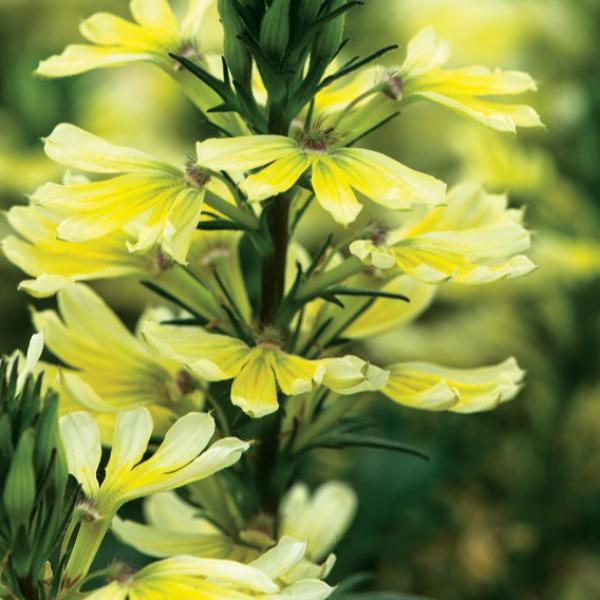 Scaevola-Scalora-Suntastic-Yellow.jpg