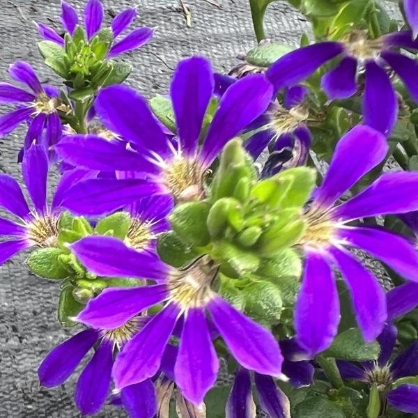 Scaevola Surdiva Blue Violet Improved