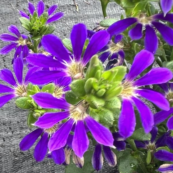 Scaevola Surdiva Blue Violet