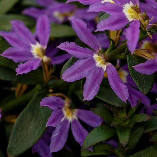 Scaevola Surdiva Classic Blue