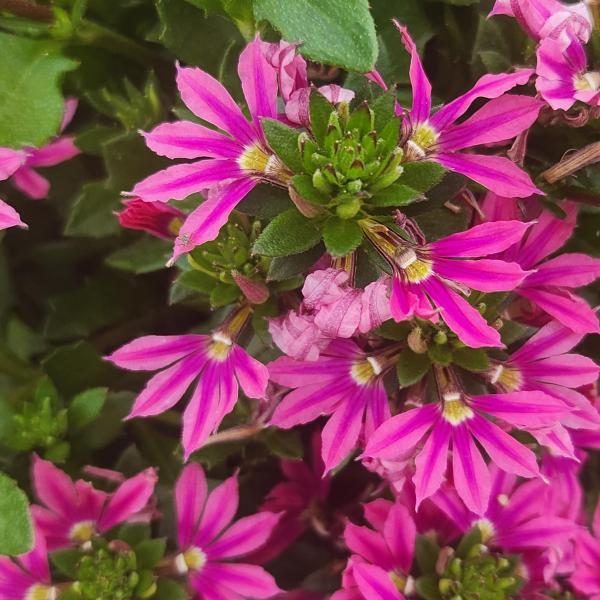 Scaevola-Surdiva-Fashion-Pink-Improved.jpg