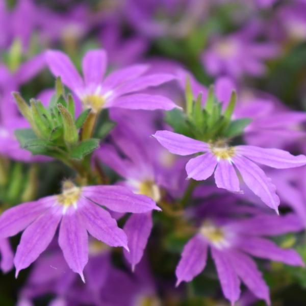 Scaevola Scalora Purple