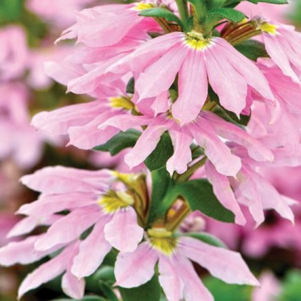 Scaevola Surdiva Classic Pink