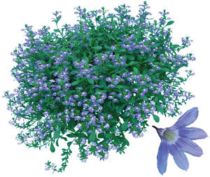 Scaevola