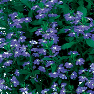 Scaevola_Blue_Fan_Flower-WEB.jpg