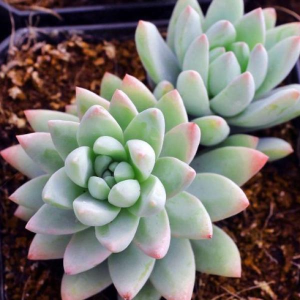 Sedeveria