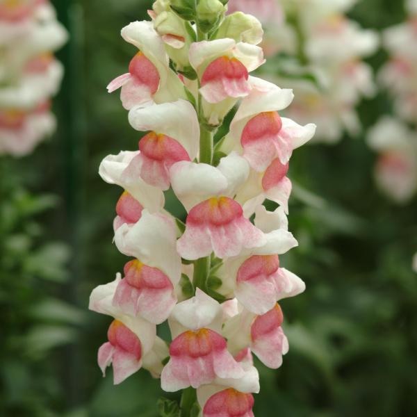 Image Of Snapdragon Potomac Appleblossom
