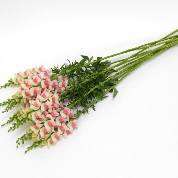 Snapdragon-Potomac-Appleblossom-1781629514.jpg