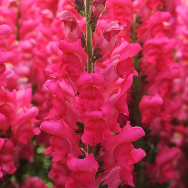 Image Of Snapdragon Potomac Cherry Rose