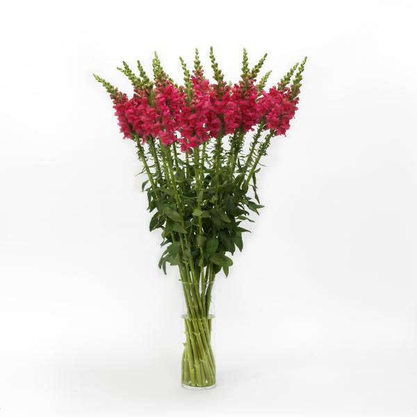 Image Of Snapdragon Potomac Cherry Rose