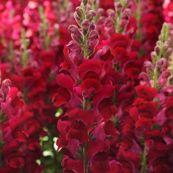 Image Of Snapdragon Potomac Crimson