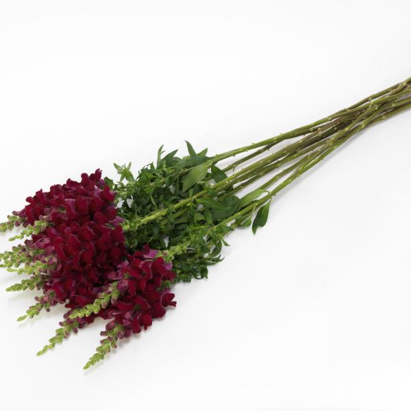 Image Of Snapdragon Potomac Crimson