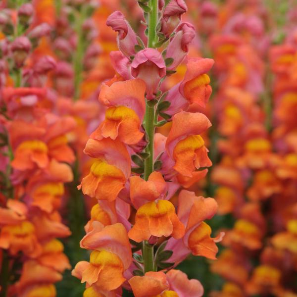 Image Of Snapdragon Potomac Dark Orange