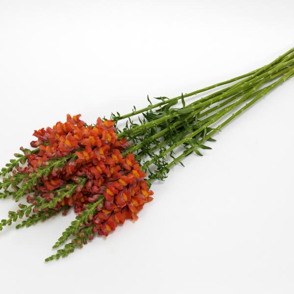 Image Of Snapdragon Potomac Dark Orange