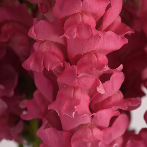 Image Of Snapdragon Potomac Dark Pink