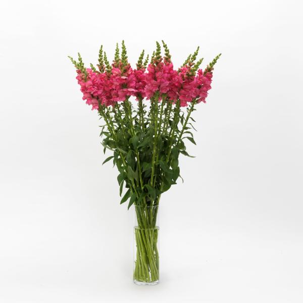 Image Of Snapdragon Potomac Dark Pink