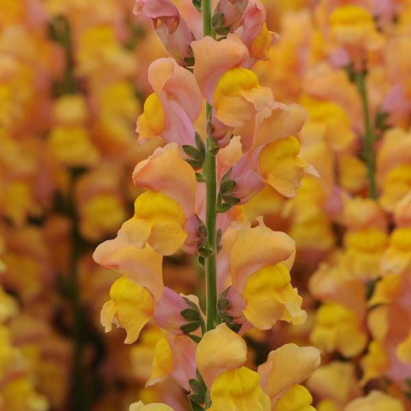 Image Of Snapdragon Potomac Early Orange