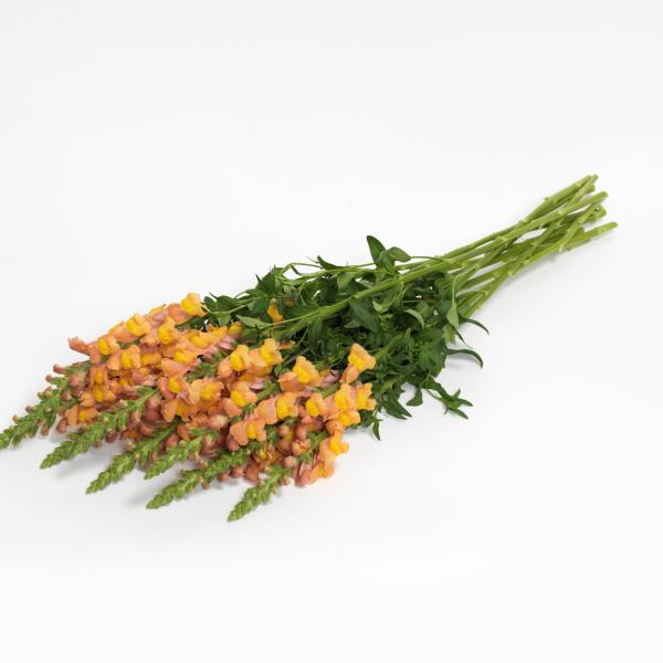 Snapdragon-Potomac-Early-Orange-1781631436.jpg