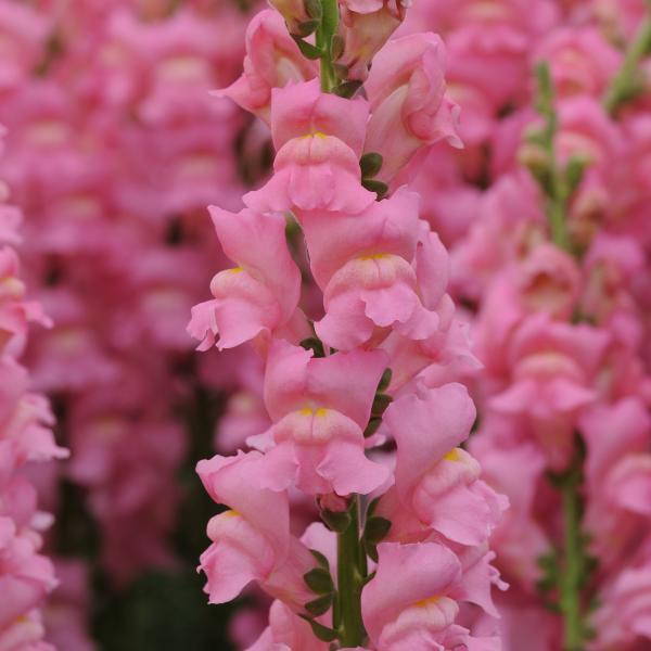 Image Of Snapdragon Potomac Early Pink