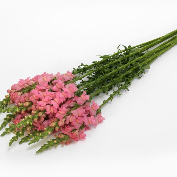 Image Of Snapdragon Potomac Early Pink