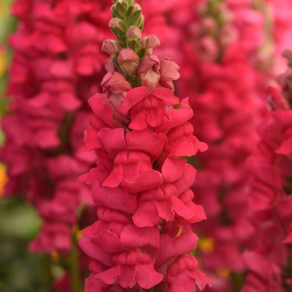 Image Of Snapdragon Potomac Early Rose