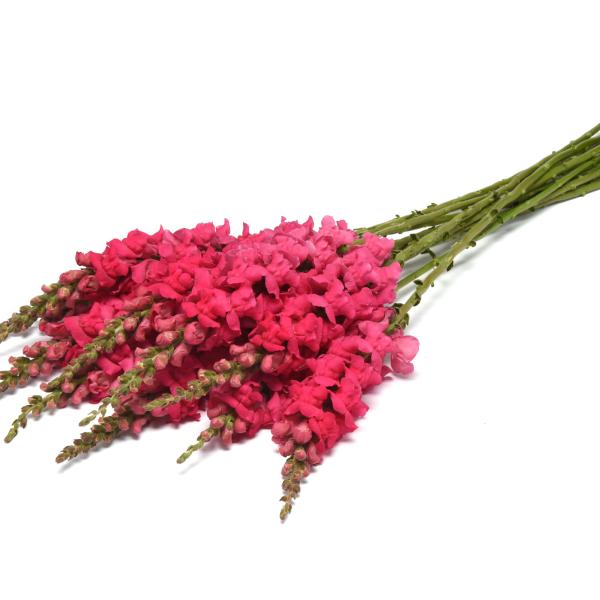 Snapdragon-Potomac-Early-Rose-1781638998.jpg