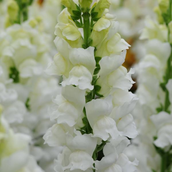 Image Of Snapdragon Potomac Early White