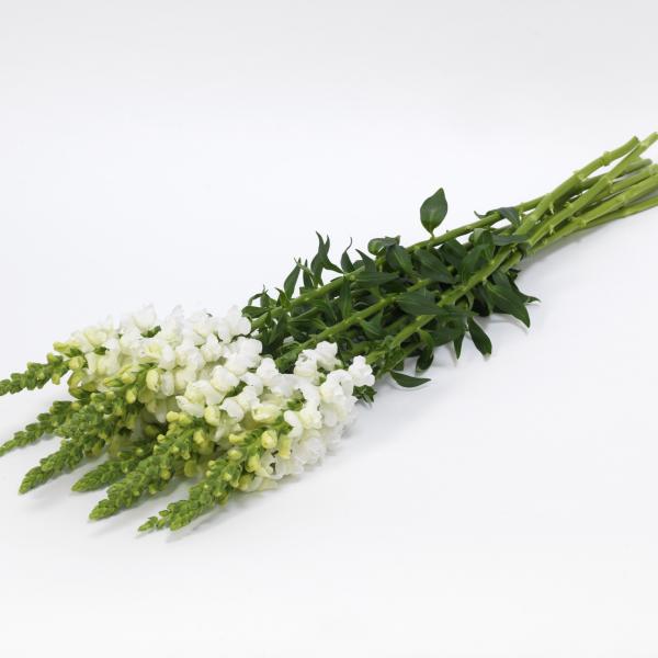 Snapdragon-Potomac-Early-White-1781639224.jpg