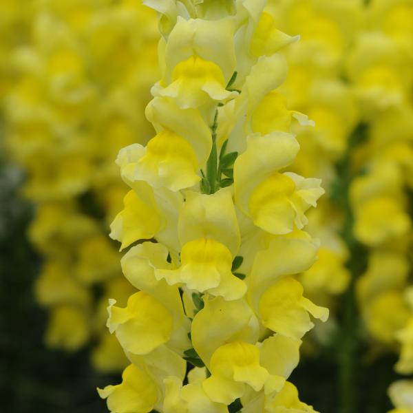 Image Of Snapdragon Potomac Early Yellow