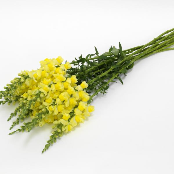 Snapdragon-Potomac-Early-Yellow-1781642196.jpg