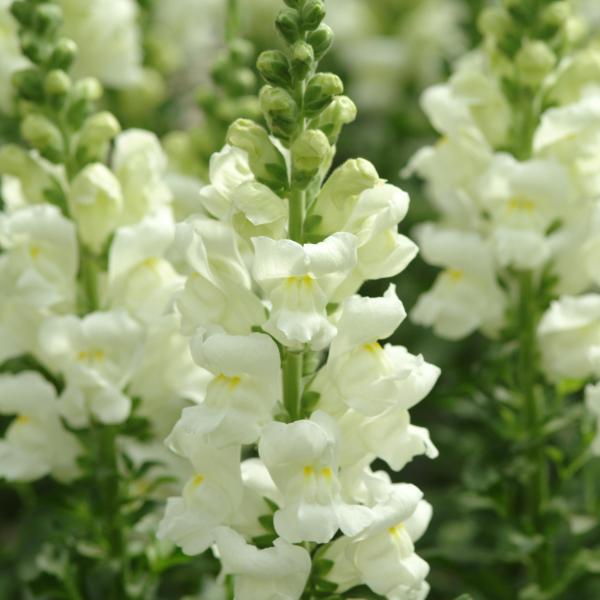 Image Of Snapdragon Potomac Ivory White