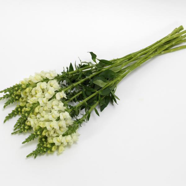 Image Of Snapdragon Potomac Ivory White