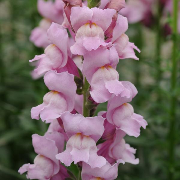 Image Of Snapdragon Potomac Lavender