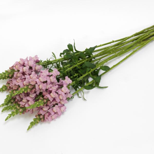 Image Of Snapdragon Potomac Lavender