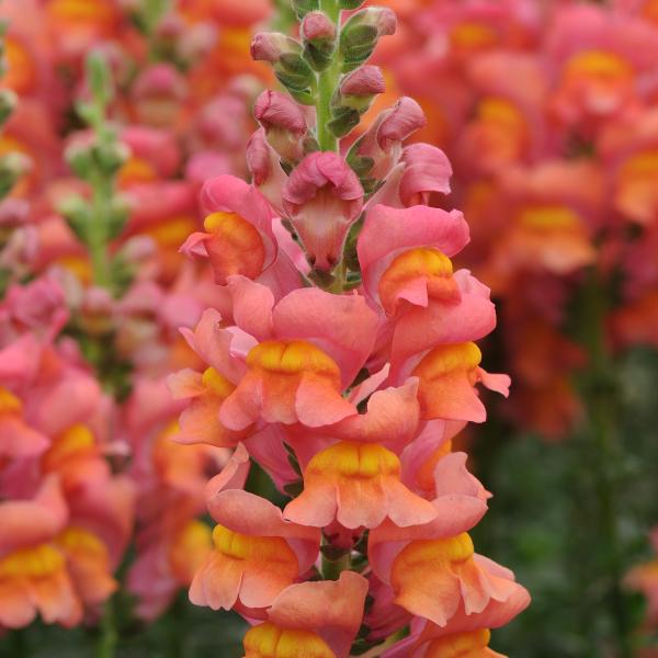 Image Of Snapdragon Potomac Orange