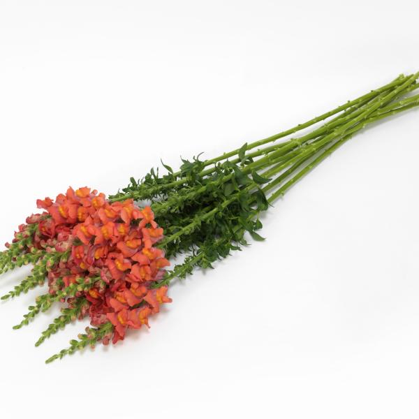 Image Of Snapdragon Potomac Orange