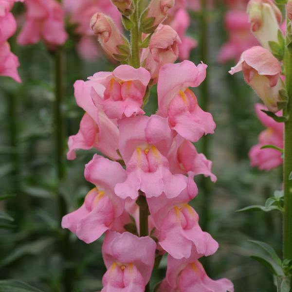 Image Of Snapdragon Potomac Pink