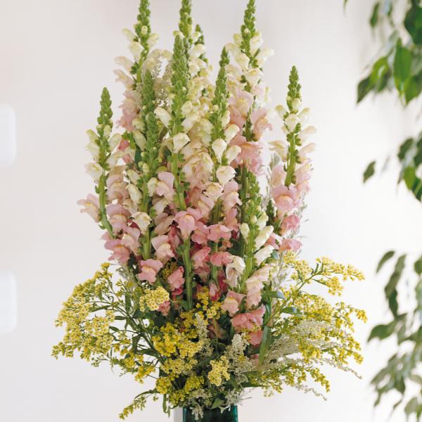 Image Of Snapdragon Potomac Pink