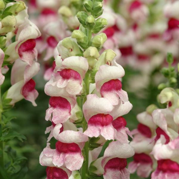 Image Of Snapdragon Potomac Plumblossom