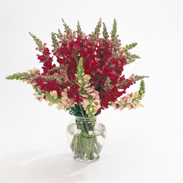 Image Of Snapdragon Potomac Plumblossom