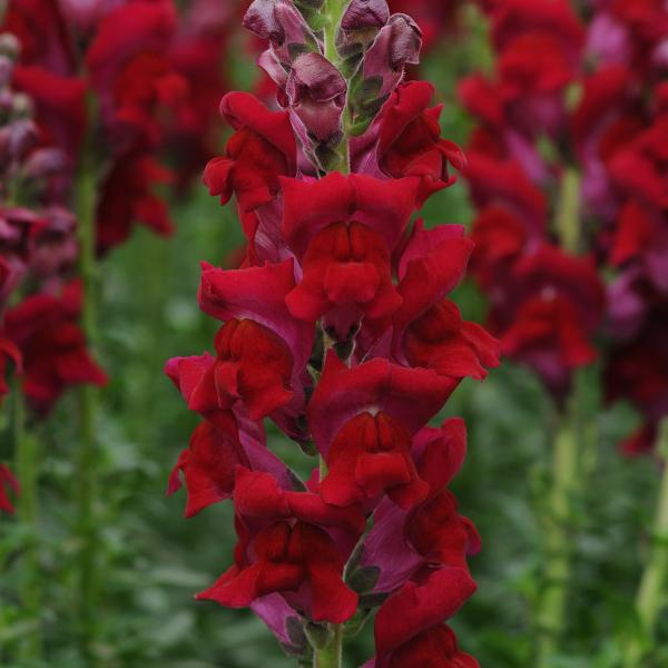 Image Of Snapdragon Potomac Red