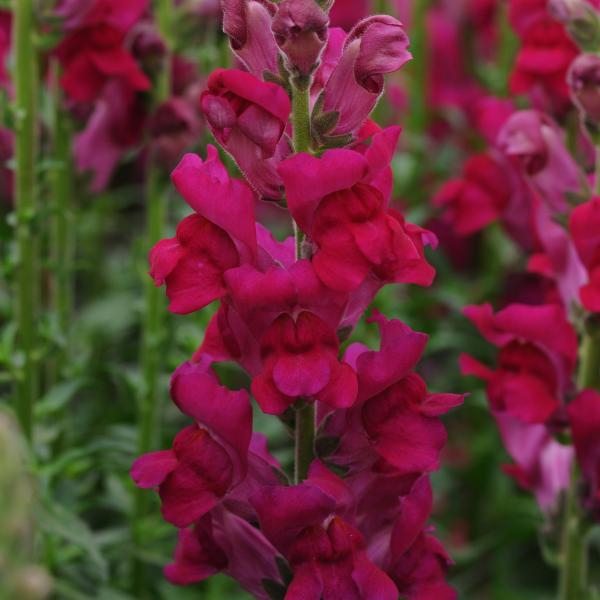 Image Of Snapdragon Potomac Royal